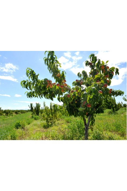 Дерево персика Річ Мей